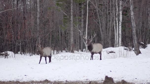 Ciervos fuera de los bosques de nieve — Vídeo de stock
