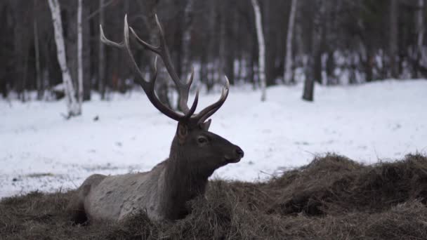 The deer lies on the huy in winter — Stock Video