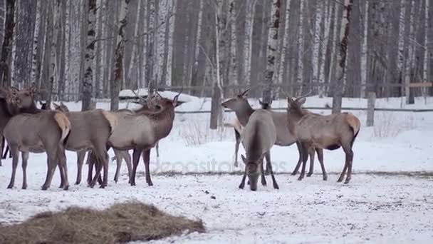 Confezione di cervi nella foresta selvaggia — Video Stock