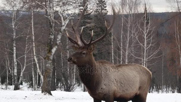 冬時間を見ながら鹿の肖像画 — ストック動画