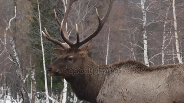 Rotwild beobachten im Winterwald — Stockvideo