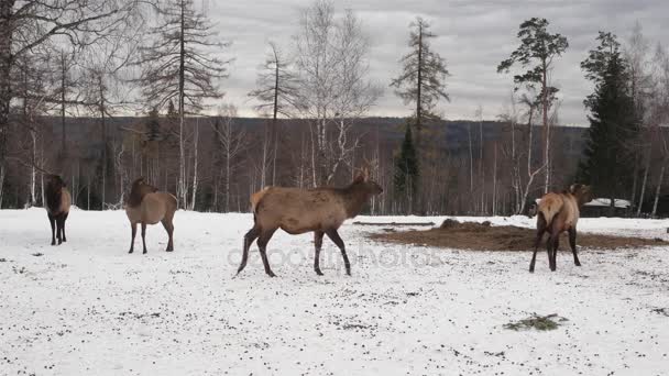 Ciervos caminando en el bosque de invierno — Vídeo de stock