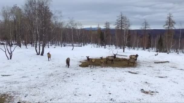 Jelen v zimě, letecký snímek — Stock video