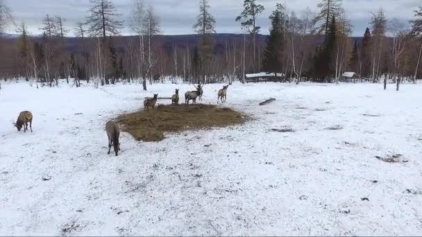 Herten in Siberië luchtfoto schot — Stockvideo