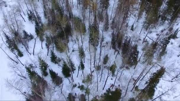 Олені в зимовому лісі аерофотознімки — стокове відео