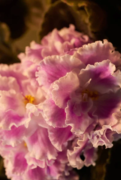 Renkli menekşe çiçek — Stok fotoğraf