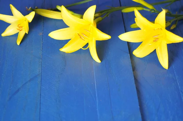 Fiori gialli su sfondo blu — Foto Stock