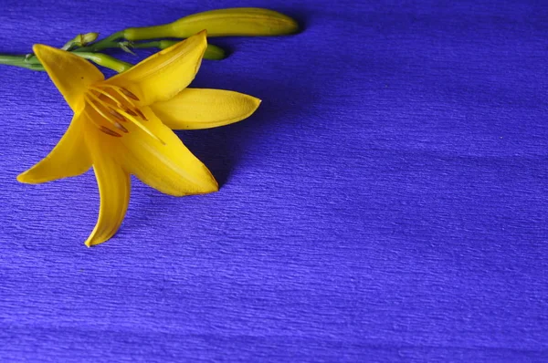 Mavi arkaplanda sarı çiçekler — Stok fotoğraf