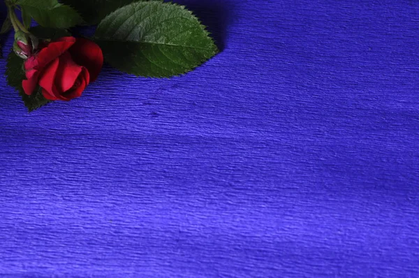 Vörös rózsa kék háttérrel — Stock Fotó
