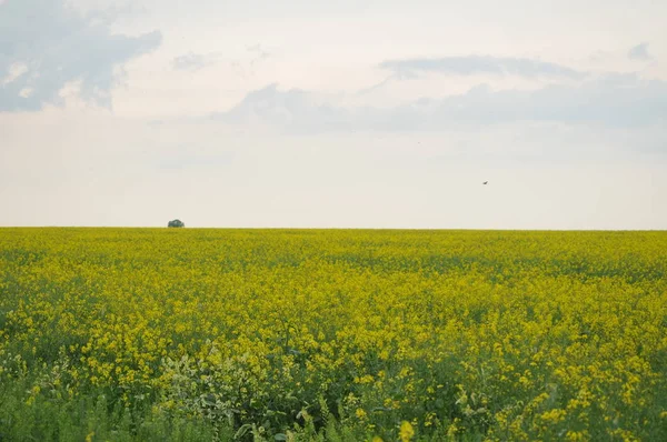 Field and sky — Stock Photo, Image