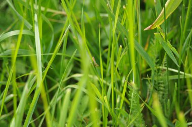 Çimenlerdeki çekirge