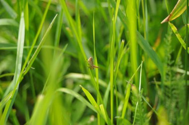 Çimenlerdeki çekirge