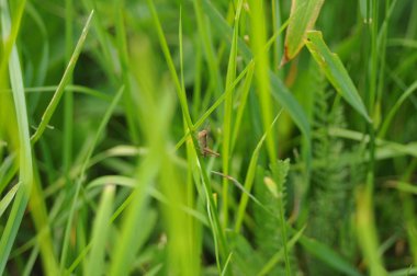 Çimenlerdeki çekirge