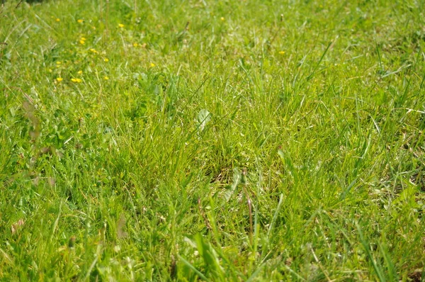 Trawnik w lecie — Zdjęcie stockowe