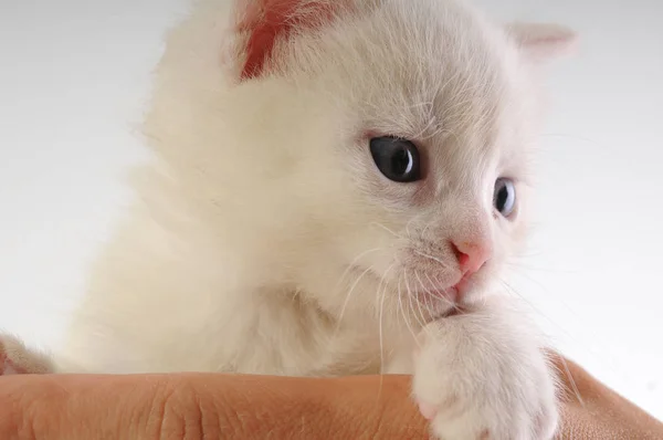 Pequeno gatinho branco — Fotografia de Stock