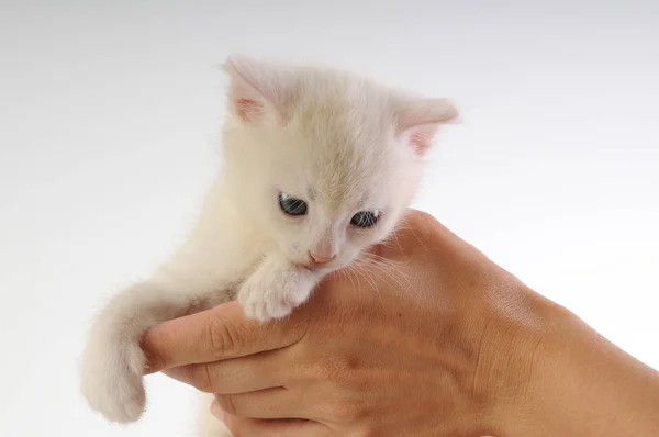 Pequeno gatinho branco — Fotografia de Stock