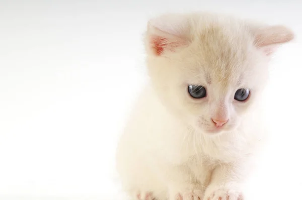 Little white kitten — Stock Photo, Image