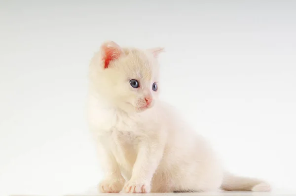 Pequeno gatinho branco — Fotografia de Stock