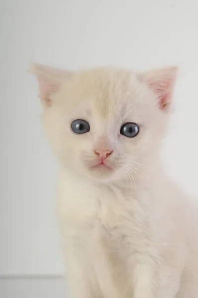 Kleine witte kitten — Stockfoto