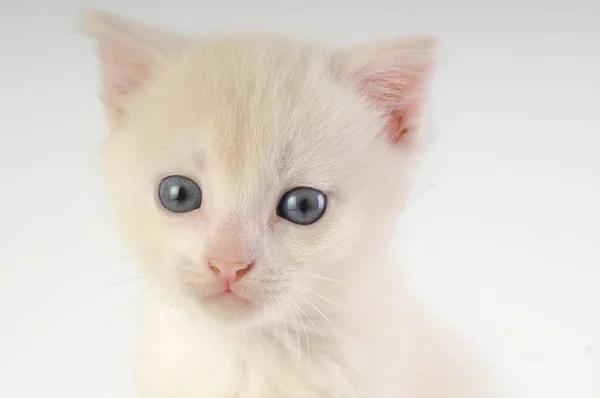 Kis fehér cica — Stock Fotó