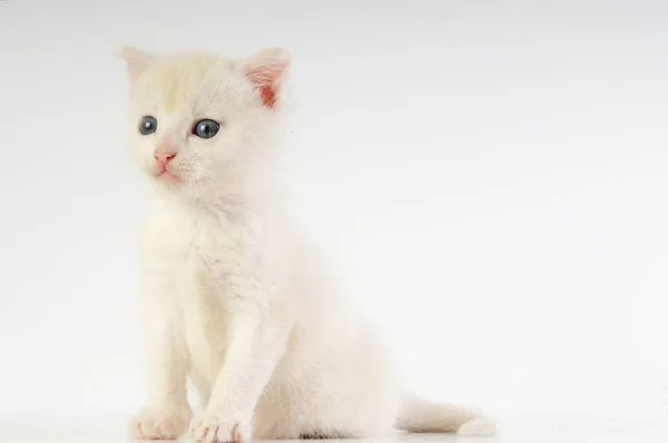 Kleine witte kitten — Stockfoto