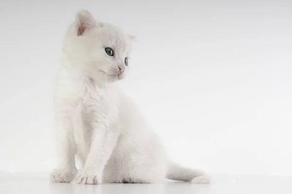 Pequeno gatinho branco — Fotografia de Stock