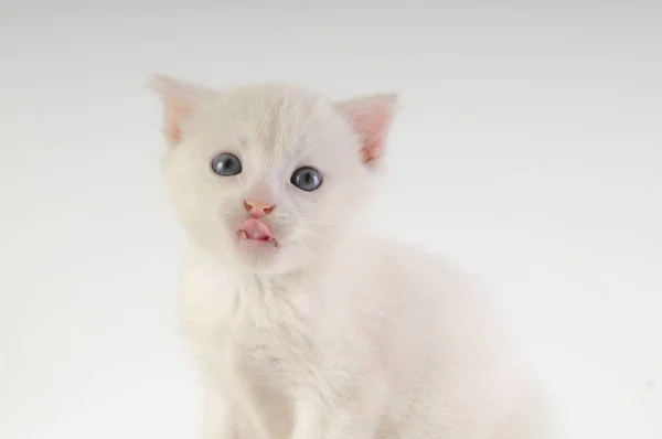 Μικρό λευκό γατάκι — Φωτογραφία Αρχείου