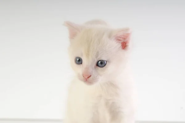 Piccolo gattino bianco — Foto Stock