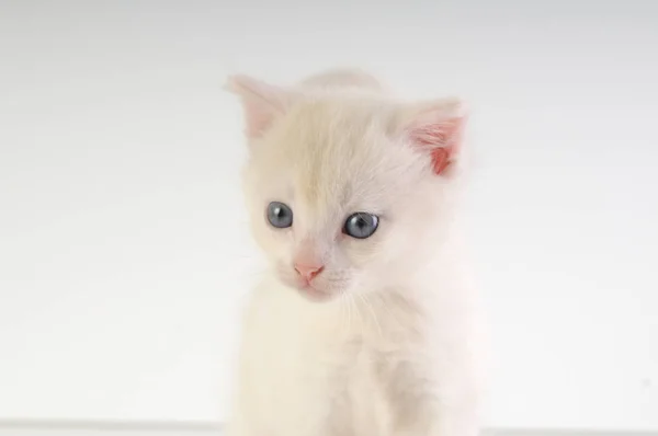 Pequeño gatito blanco — Foto de Stock