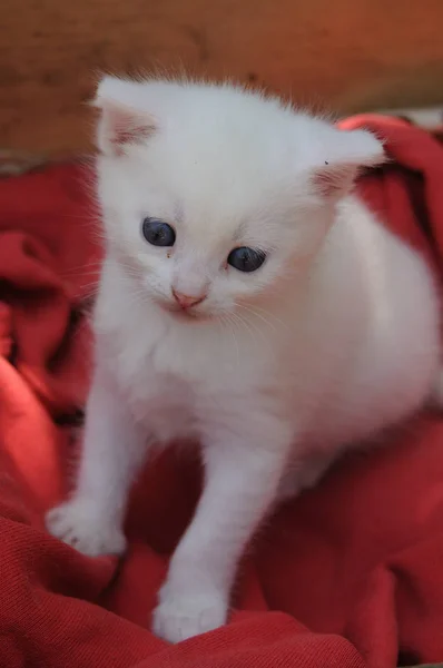 Little white kitten — Stock Photo, Image