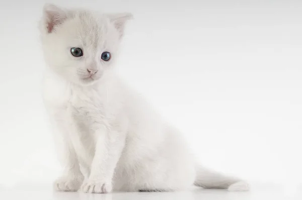 Pequeno gatinho branco — Fotografia de Stock