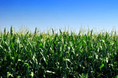 Mavi gökyüzünün altında yaz tarlasında