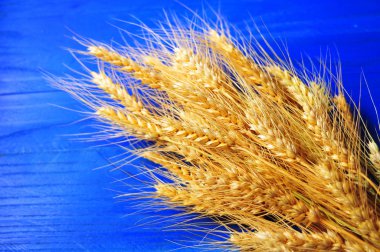 Olgun sarı buğday saplarını masada