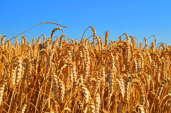 Modrá obloha nad wheatfield — Stock fotografie