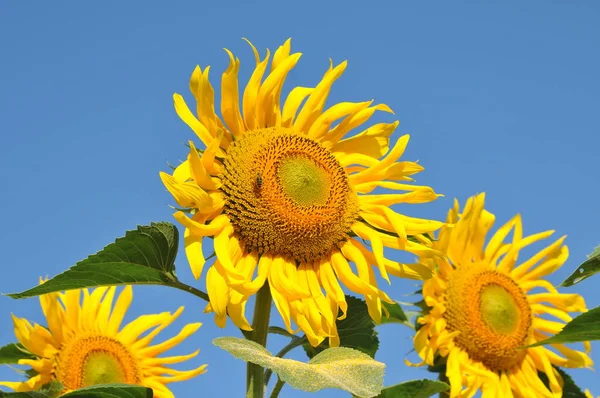 Yazın ayçiçeği tarlası