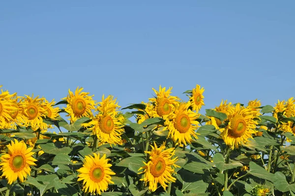 Zonnebloemenveld in de zomer — Stockfoto