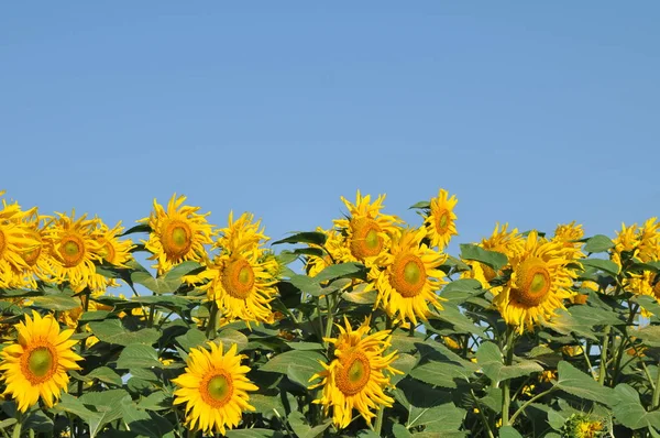 Champ de tournesol en été — Photo