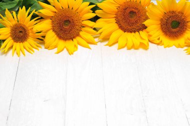 beyaz arkaplanda ayçiçekleri