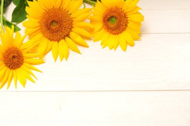 beyaz arkaplanda ayçiçekleri