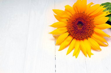 beyaz arkaplanda ayçiçekleri