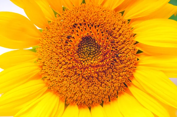 beyaz arkaplanda ayçiçekleri