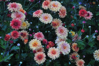 pembe krizantem bahçede büyür