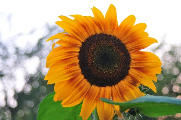 Bahçedeki ayçiçeği