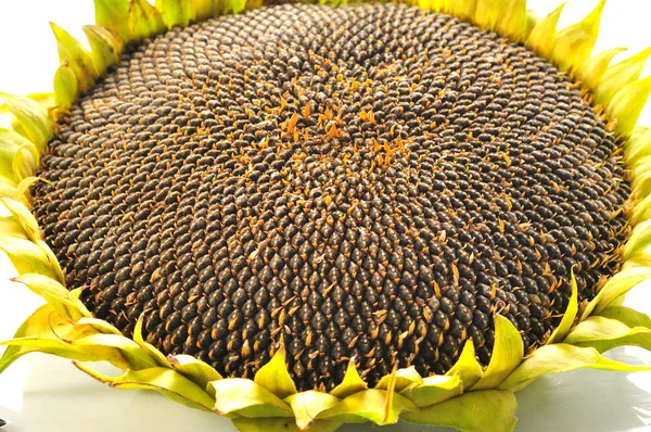 Mature sunflower head with seeds — Stock Photo, Image