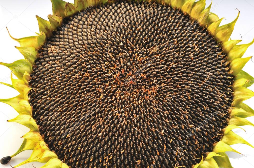 Mature Sunflower Crop HQ Stock Images