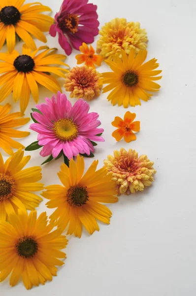 Colored flowers on a white background Stock Picture