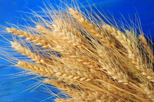 Rijpe tarwezemelen op tafel — Stockfoto