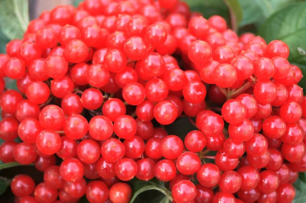 Manojos de viburno rojo — Foto de Stock