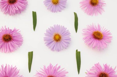 Beyaz arkaplanda pembe çiçekler