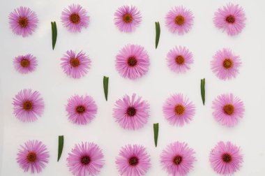 Beyaz arkaplanda pembe çiçekler